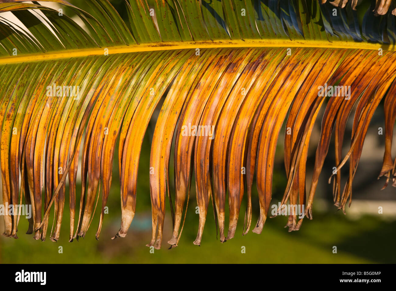 CAYE CAULKER BELIZE Detail of fan palm tree frond. Stock Photo