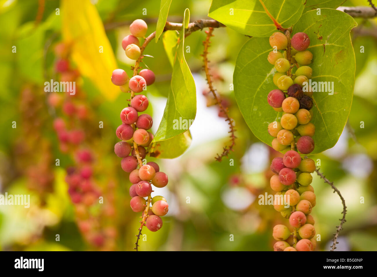 CAYE CAULKER BELIZE Ripe sea grapes on tree Stock Photo