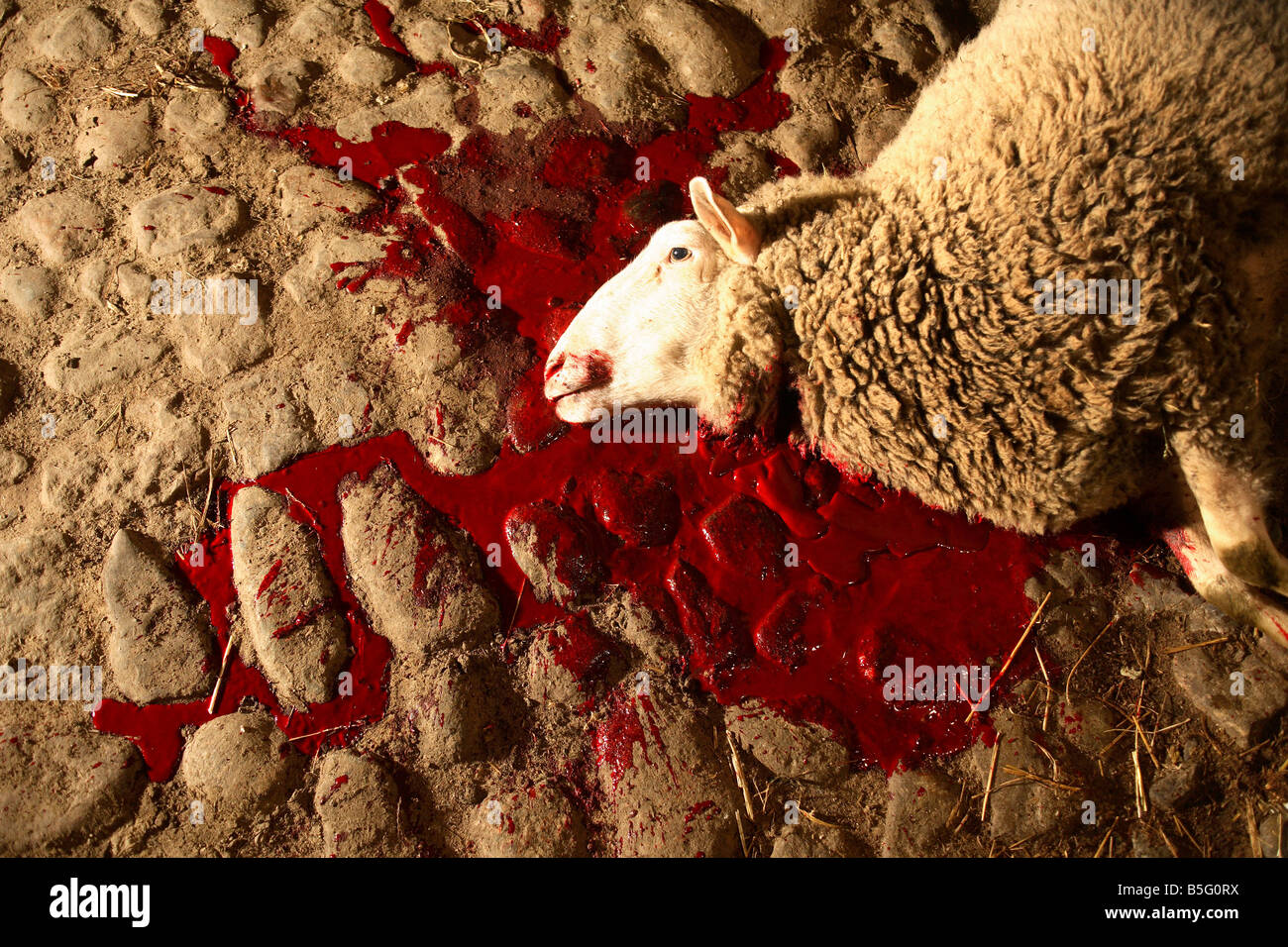 A bled out sheep lying on the ground Stock Photo