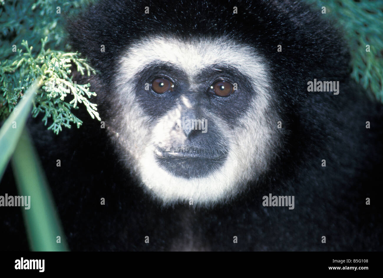 gibbon Lar Gibbon Hylobates concolor zoology animals mammal mammalian