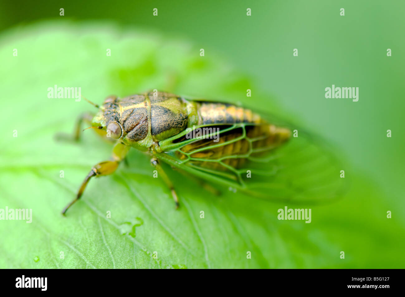 Closeup of small green cicada on leaf Stock Photo