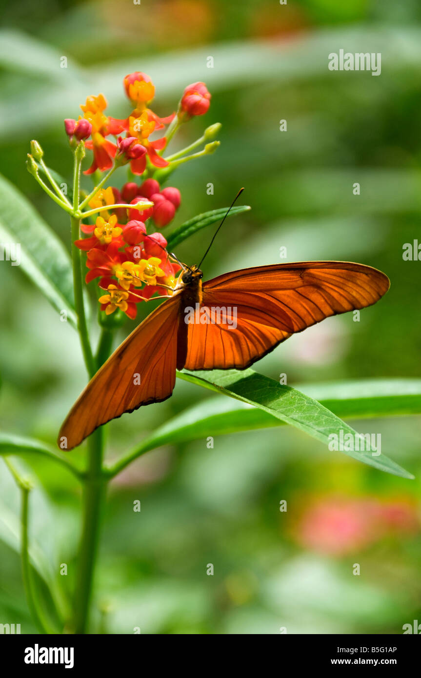 Orange butterfly taking nectar from flowers in a natural sunny lush habitat Stock Photo