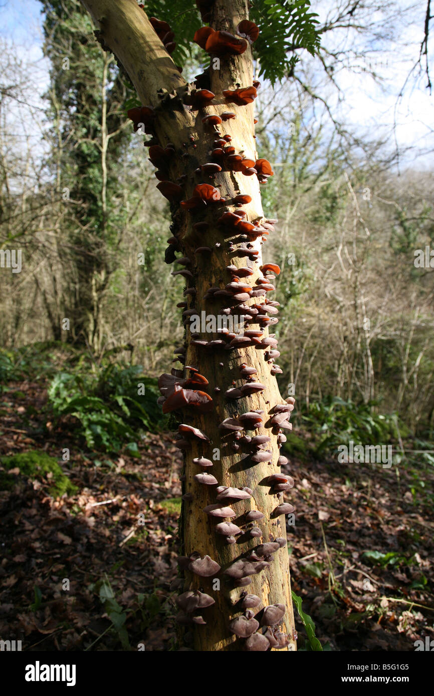 Tree covered in pink jelly ear fungi. Stock Photo
