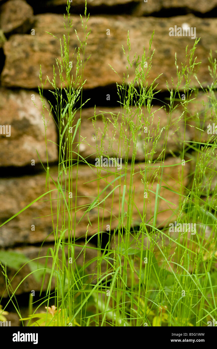 Wood Meadow grass Poa nemoralis on a shady roadside Stock Photo