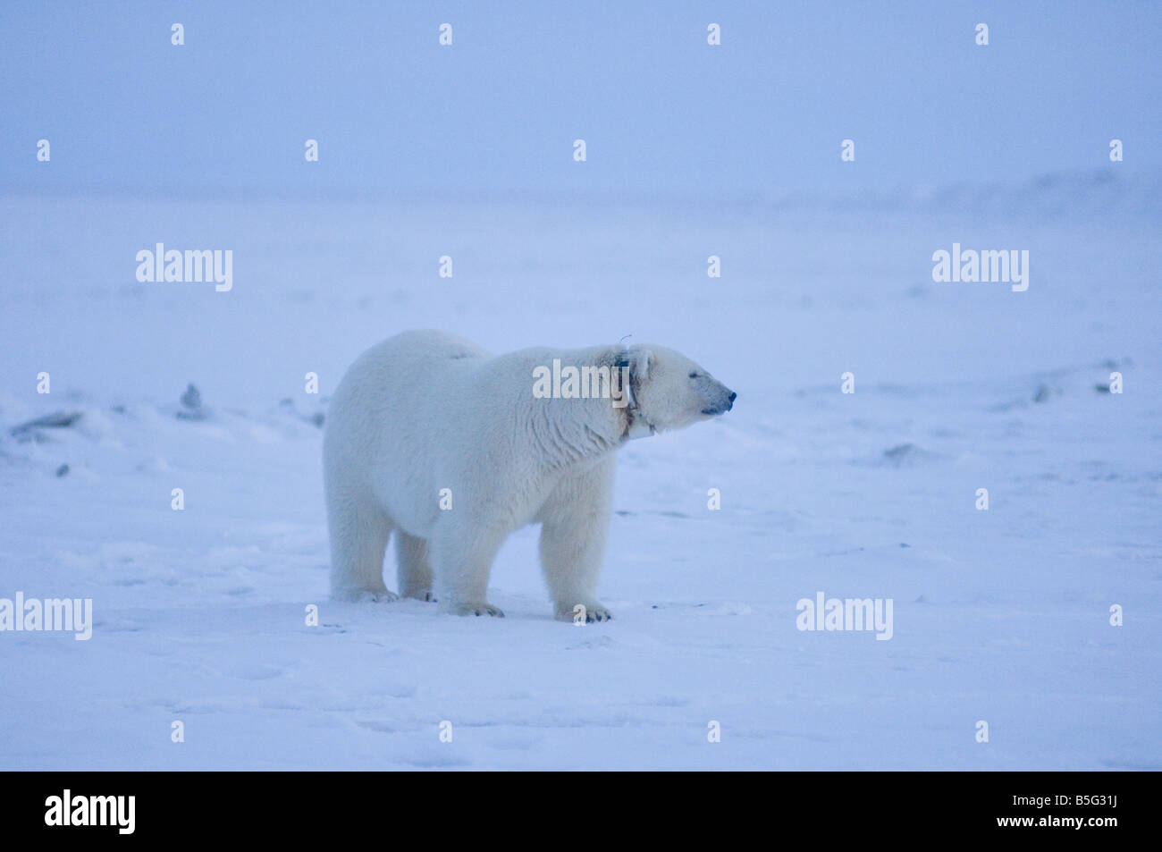 Polar Bear Ursus Maritimus Large Adult Sow With Tight Radio Collar Off ...