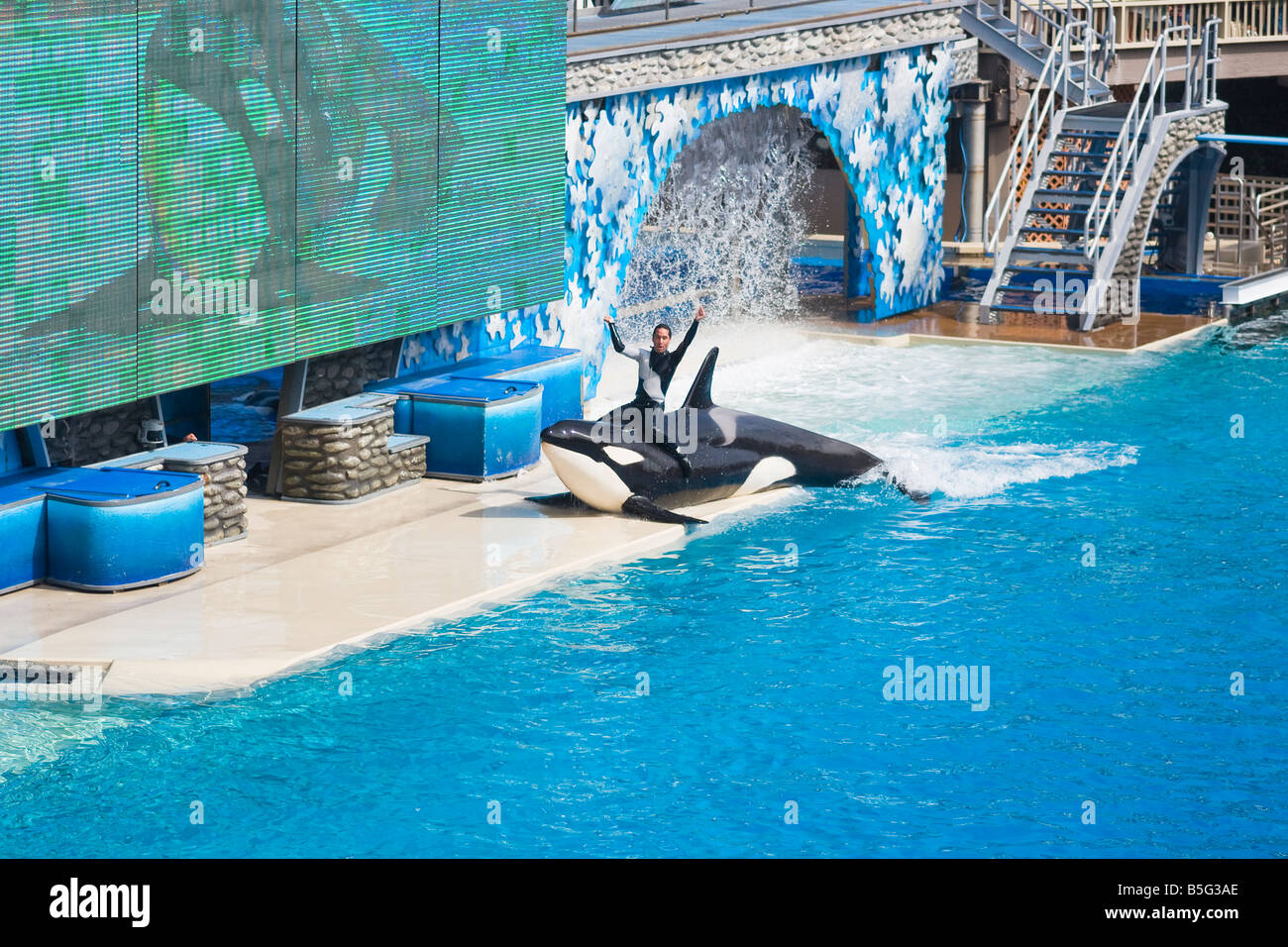 Whale trainer riding Shamu at SeaWorld. Stock Photo
