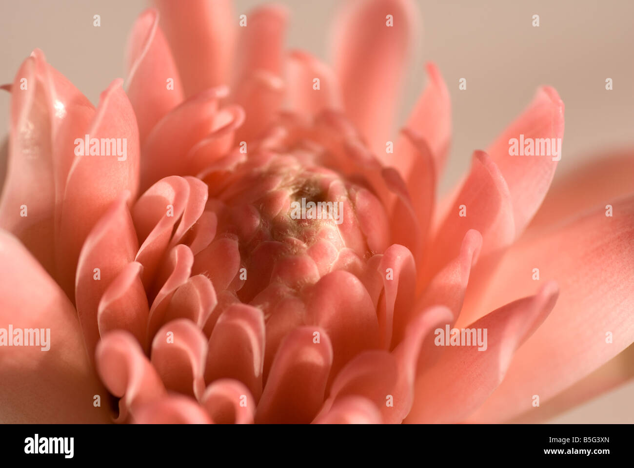 The pink Torch Ginger, family Zingiberaceae Stock Photo