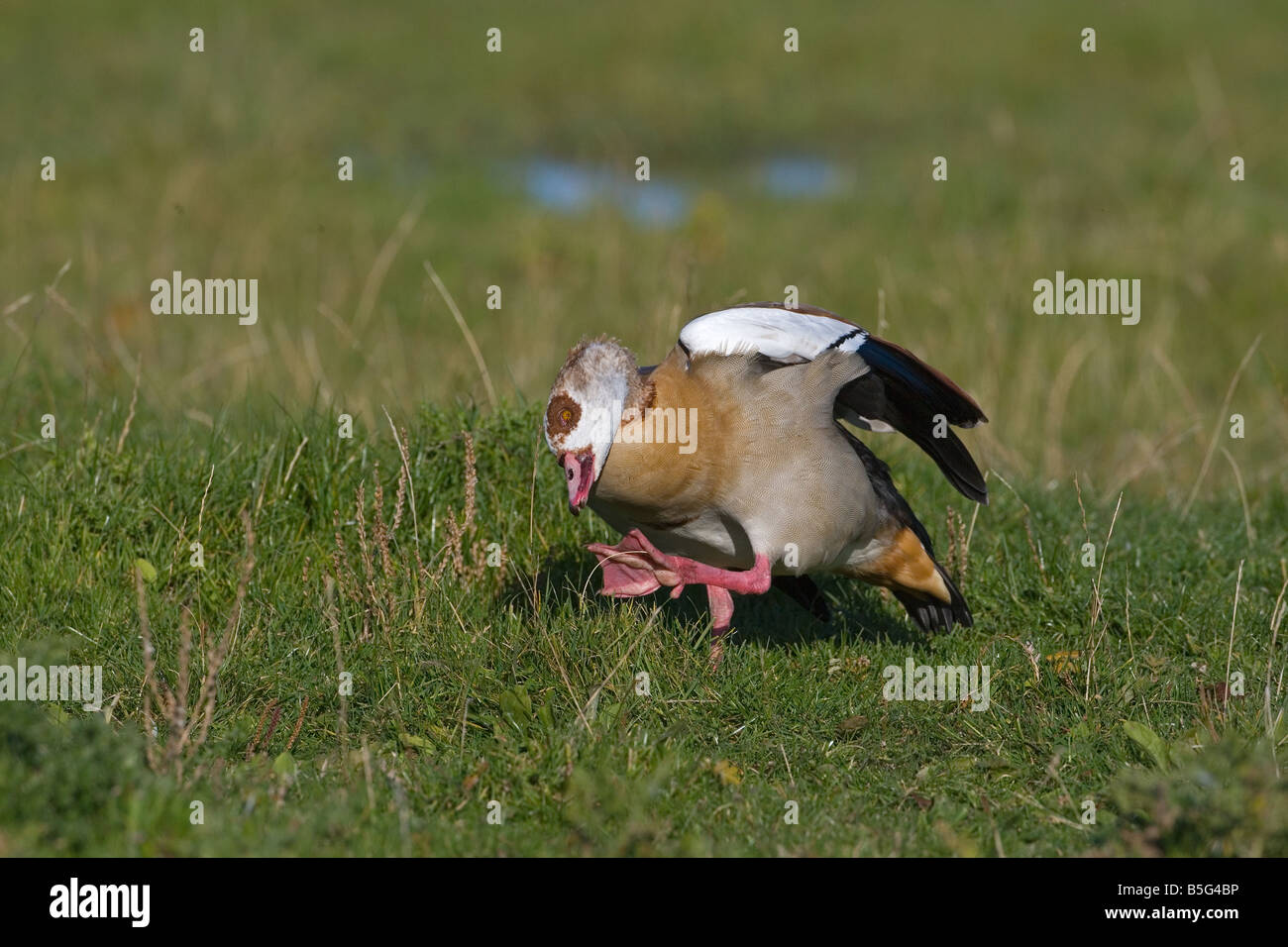 adult Egyptian Goose Alopochen aegyptiacus Stock Photo