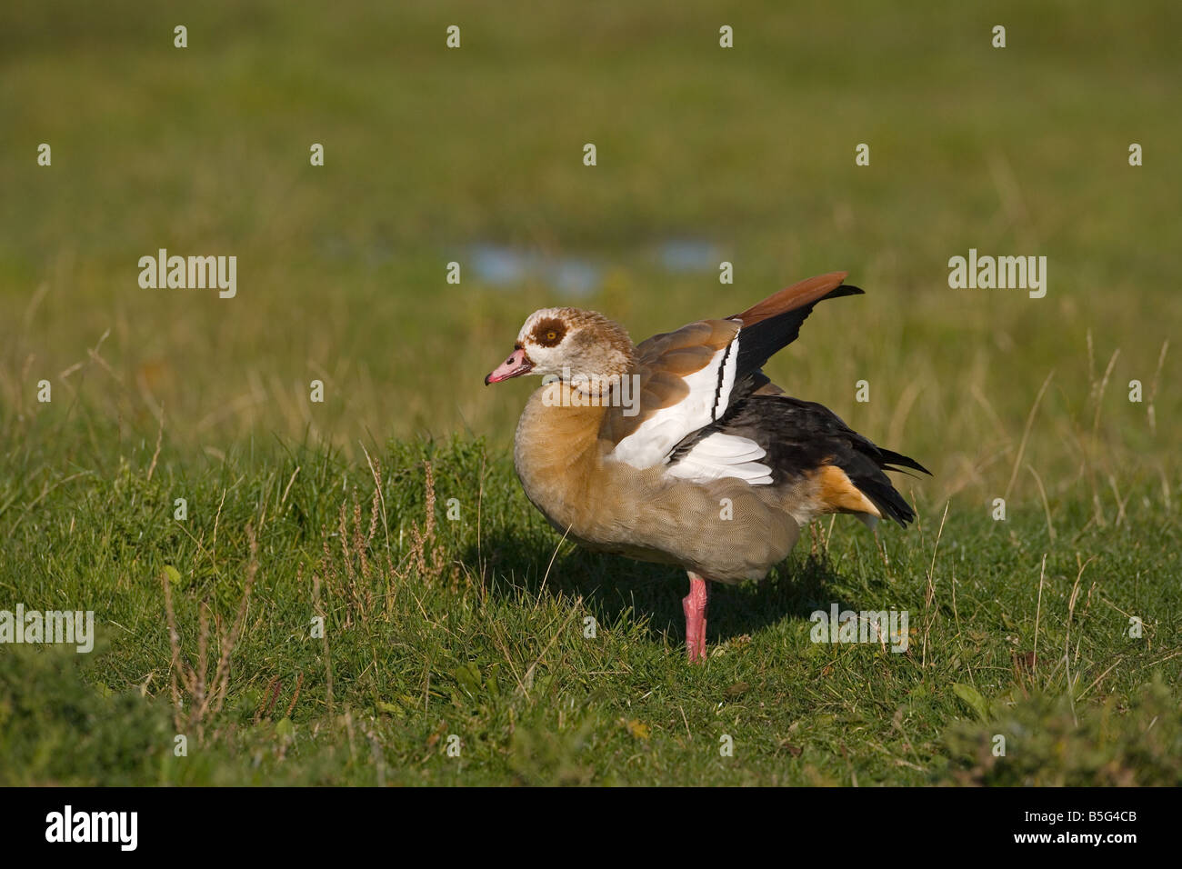 adult Egyptian Goose Alopochen aegyptiacus Stock Photo