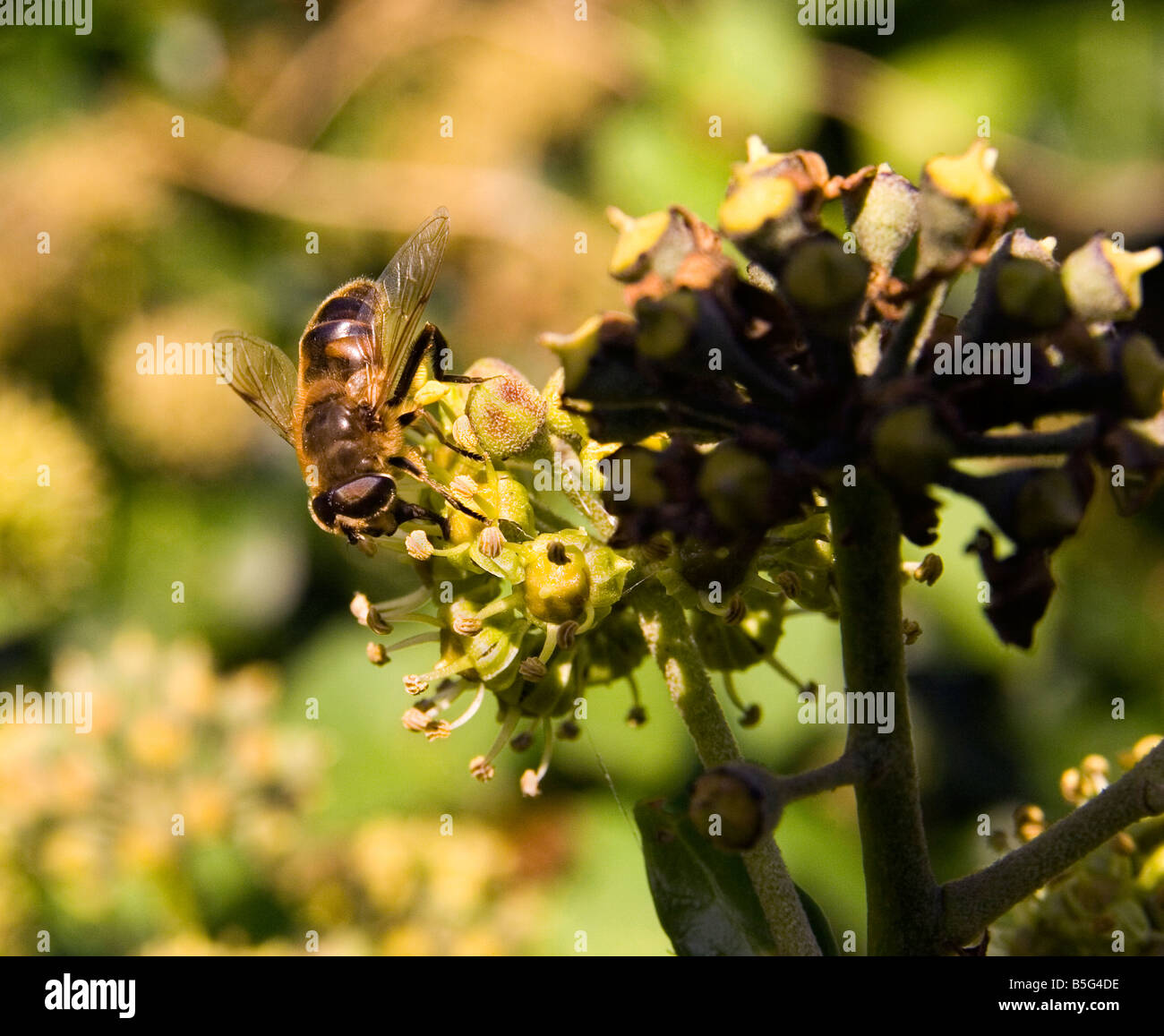 Ivy flower hires stock photography and images Alamy