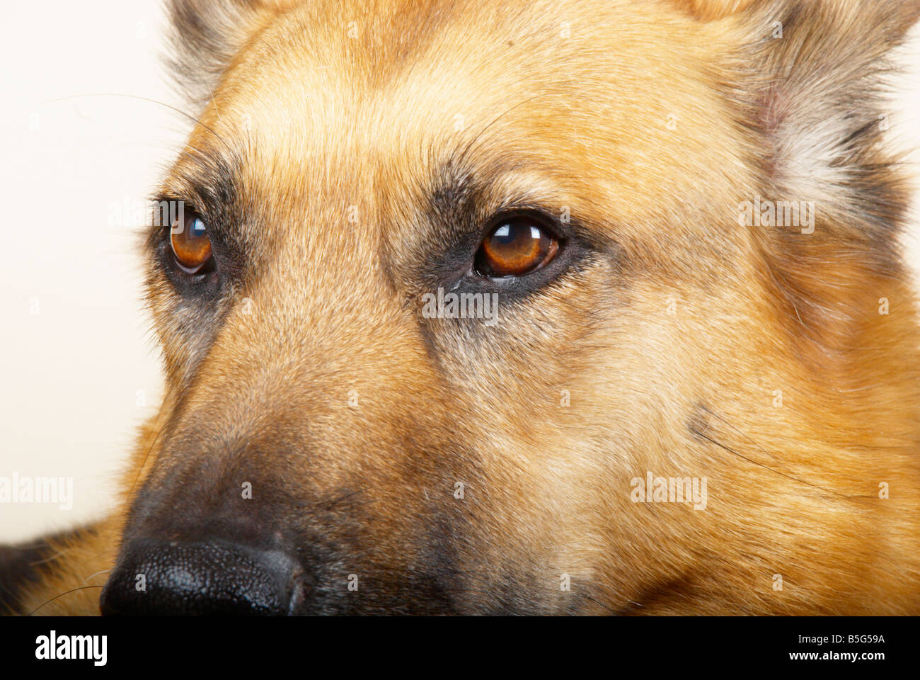 close up shot of a german shepherd dog / Alsatian Stock Photo
