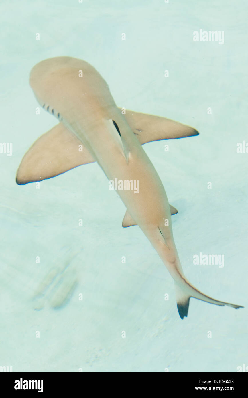 Looking down at a baby black tip reef shark in very shallow water in