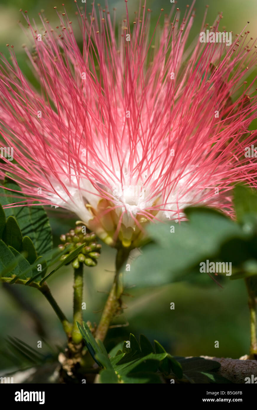 Persian silk tree flower, julibrissin, Queensland, Australia