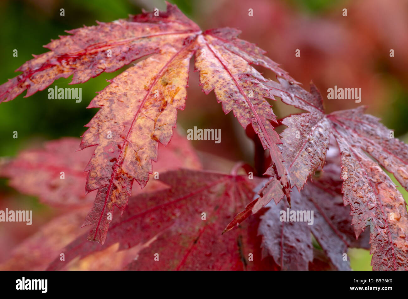Acer palmatum japanese maple hi-res stock photography and images - Alamy