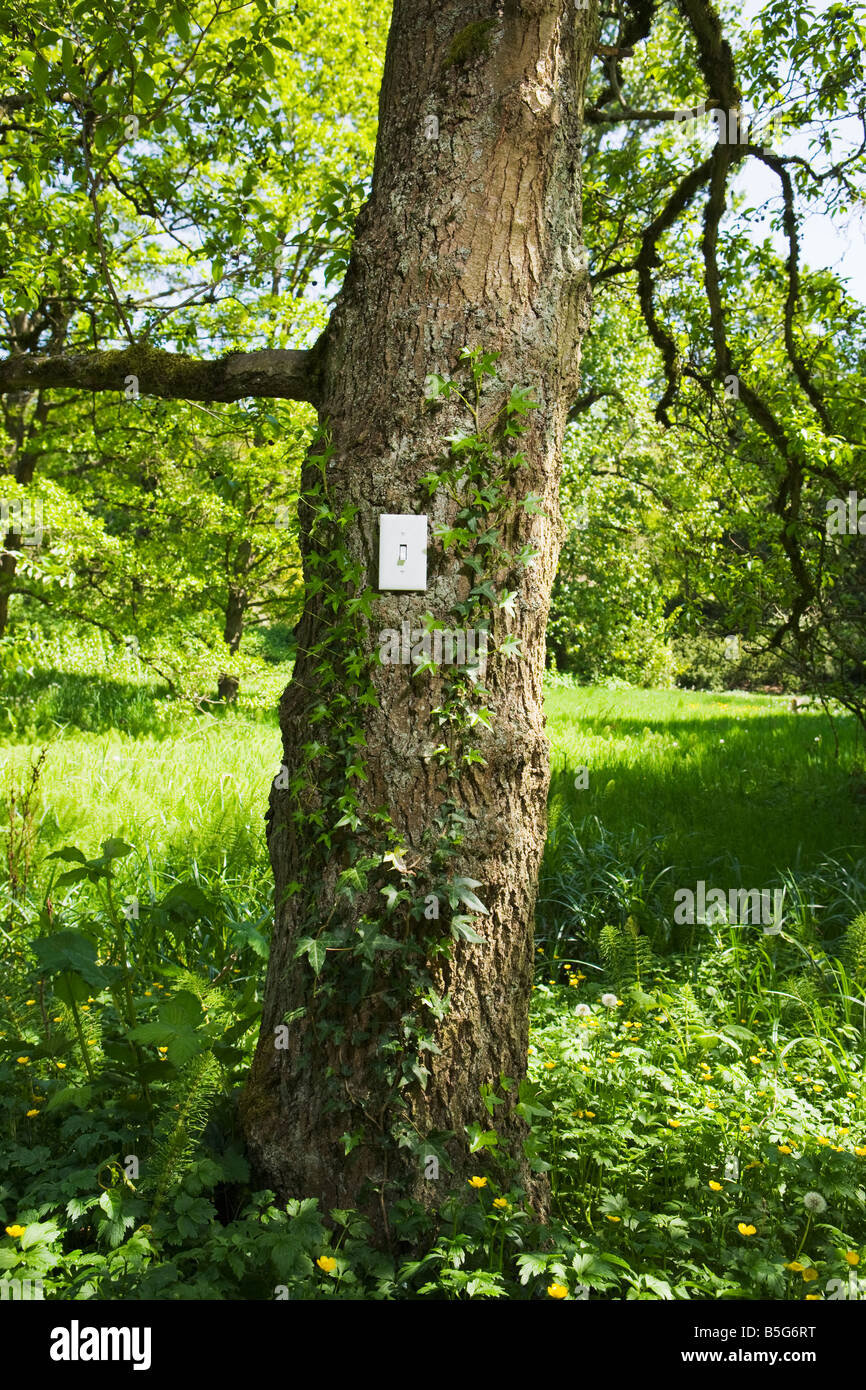 A tree with a light switch on it outdoors in a park forest setting