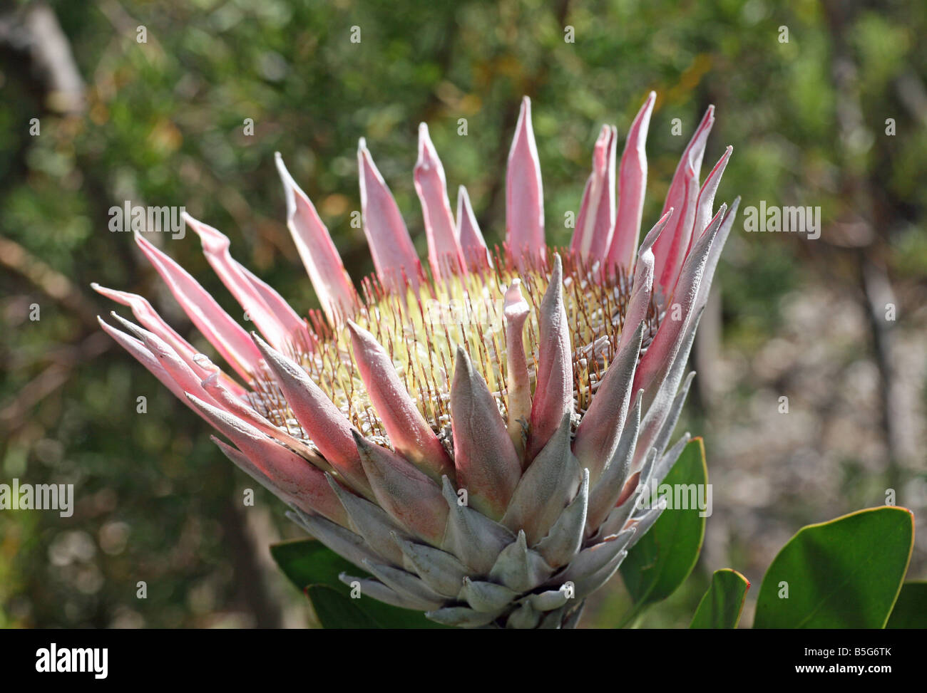 The King Protea (Protea cynaroides) is a flowering plant. It is a distinctive Protea, having the largest flower head Stock Photo