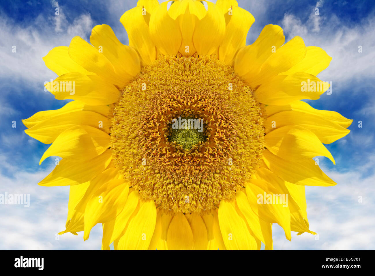 beautiful vibrant sunflower with dramatic sky Stock Photo - Alamy