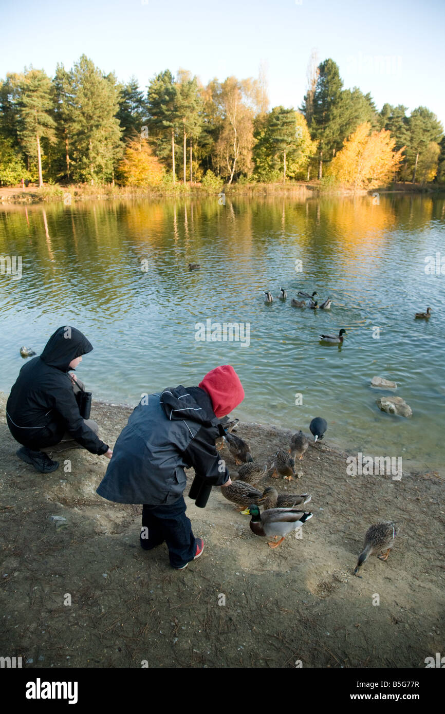 Two little boys feed the ducks at the edge of a lake, Norfolk, England Stock Photo