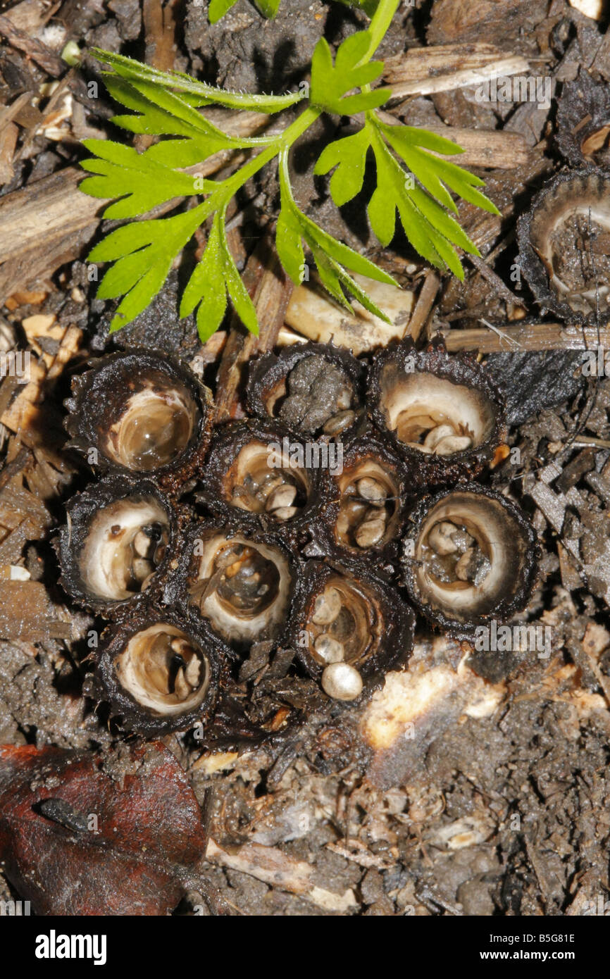 Fluted birds nest fungi hires stock photography and images Alamy