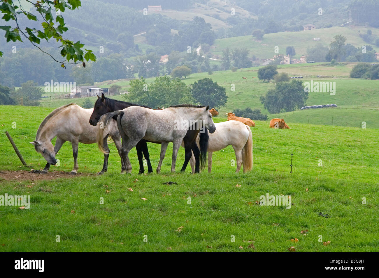 Horse graze on rural farmland near the town of Solares Cantabria Spain Stock Photo