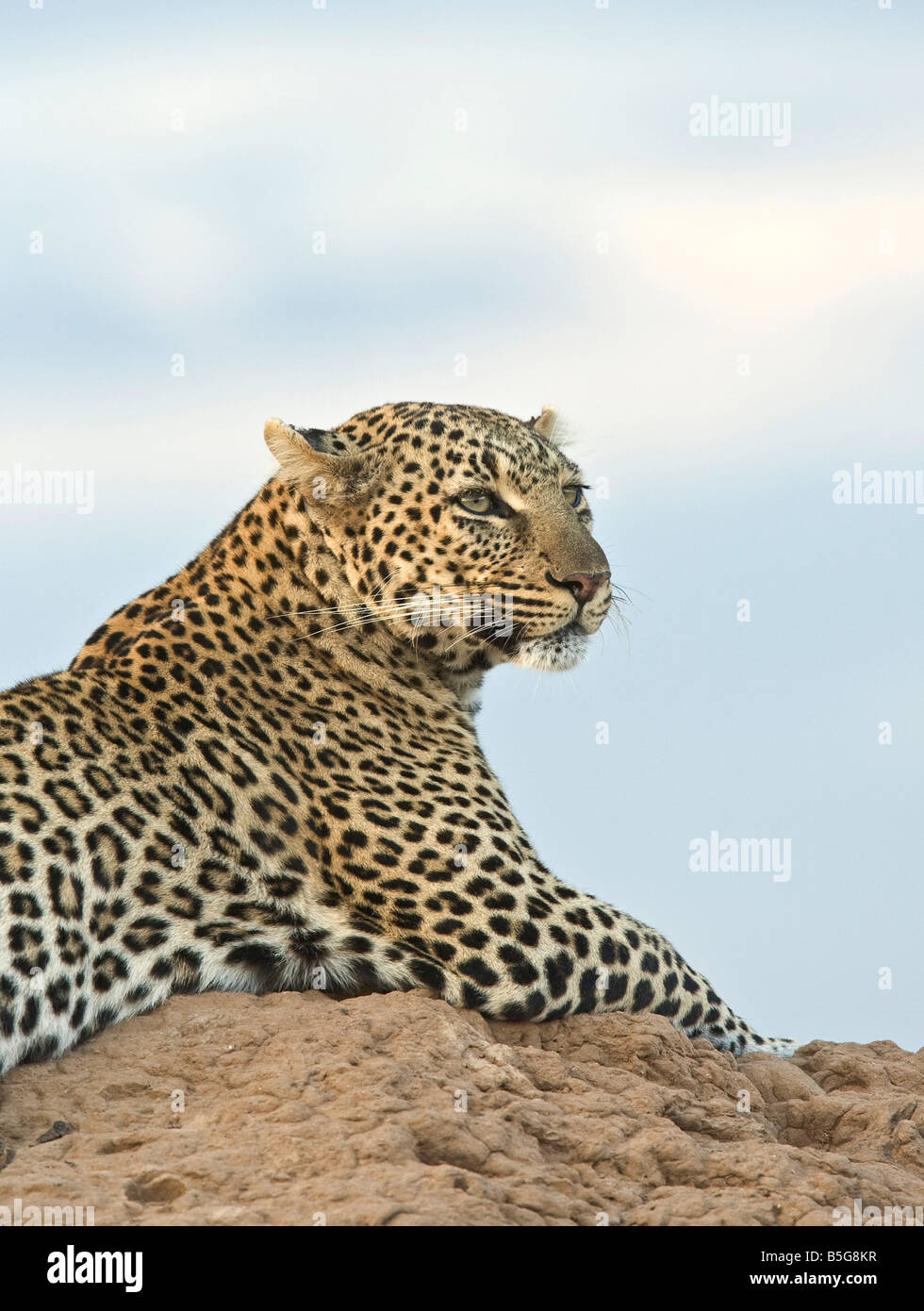 Portrait of female leopard on termite mound at sunset Stock Photo