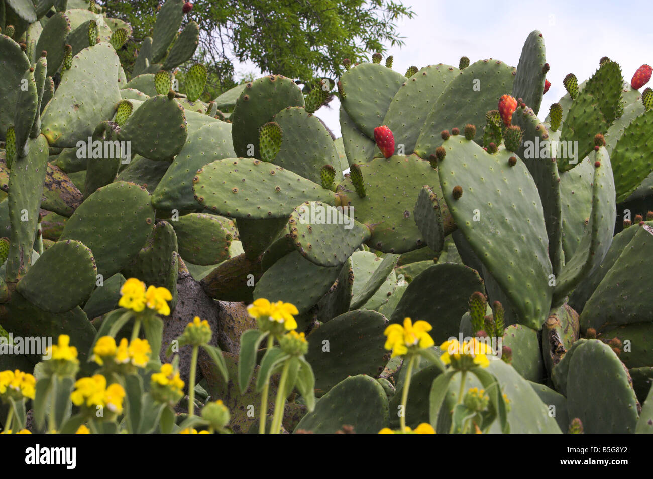 Prickly pear Cactus Opuntia with yellow wild flowers in spring Stock Photo