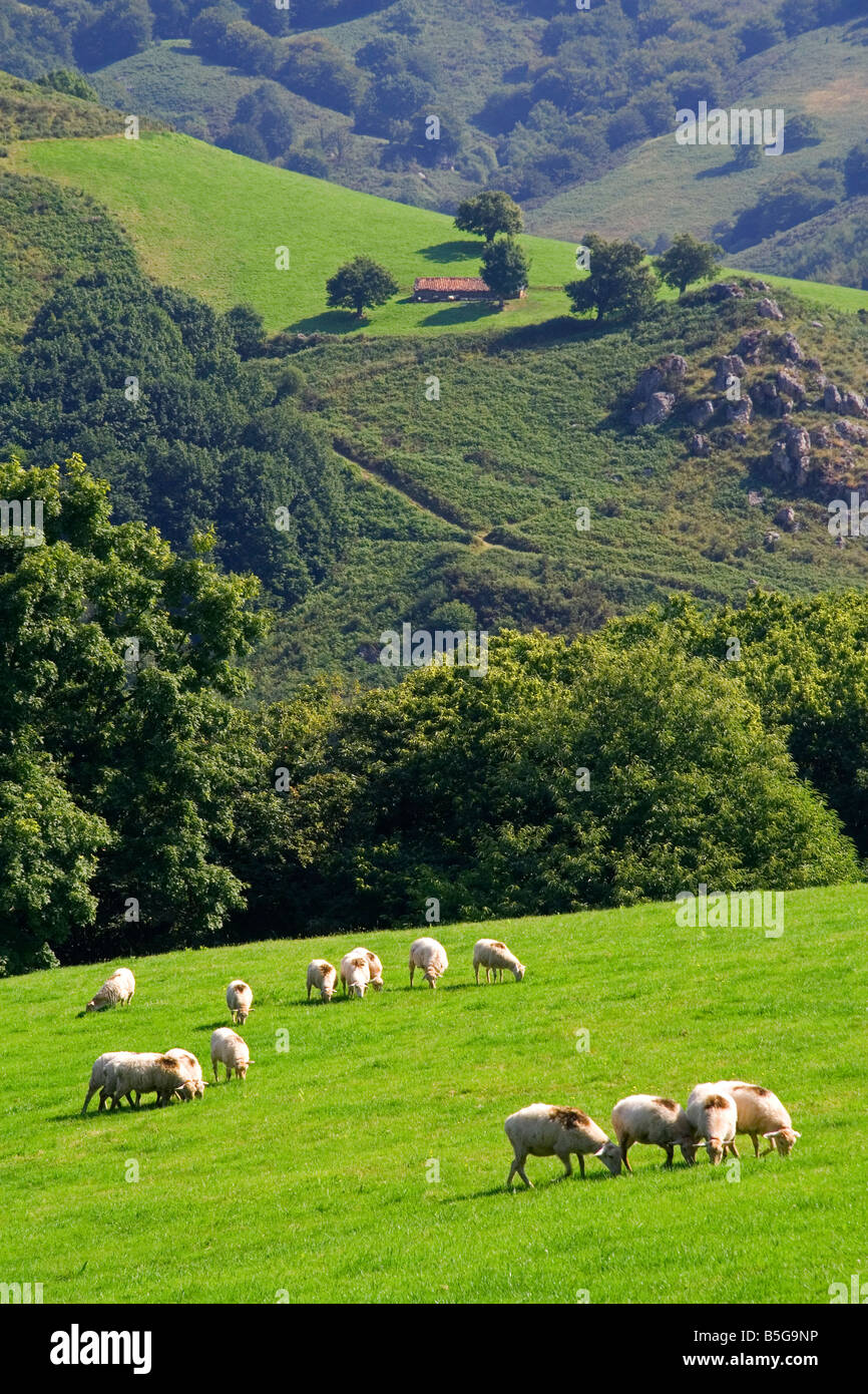 Sheep graze on rural farmland in the Baztan Valley of the Navarre region of northern Spain Stock Photo