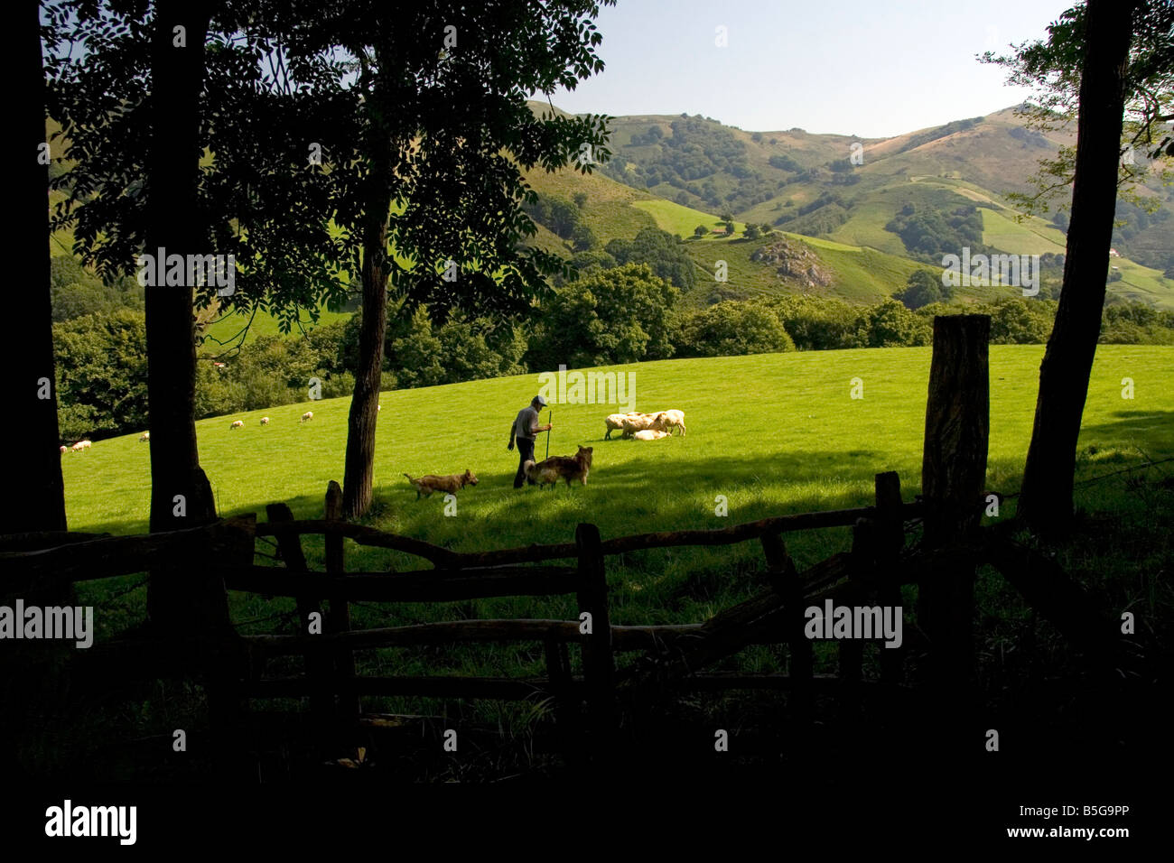 Basque shepherd with dogs and sheep in the Baztan Valley of the Navarre region of northern Spain Stock Photo