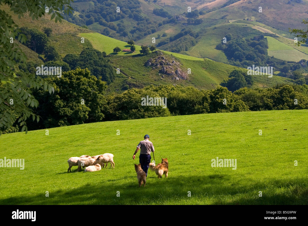 Basque shepherd with dogs and sheep in the Baztan Valley of the Navarre region of northern Spain Stock Photo