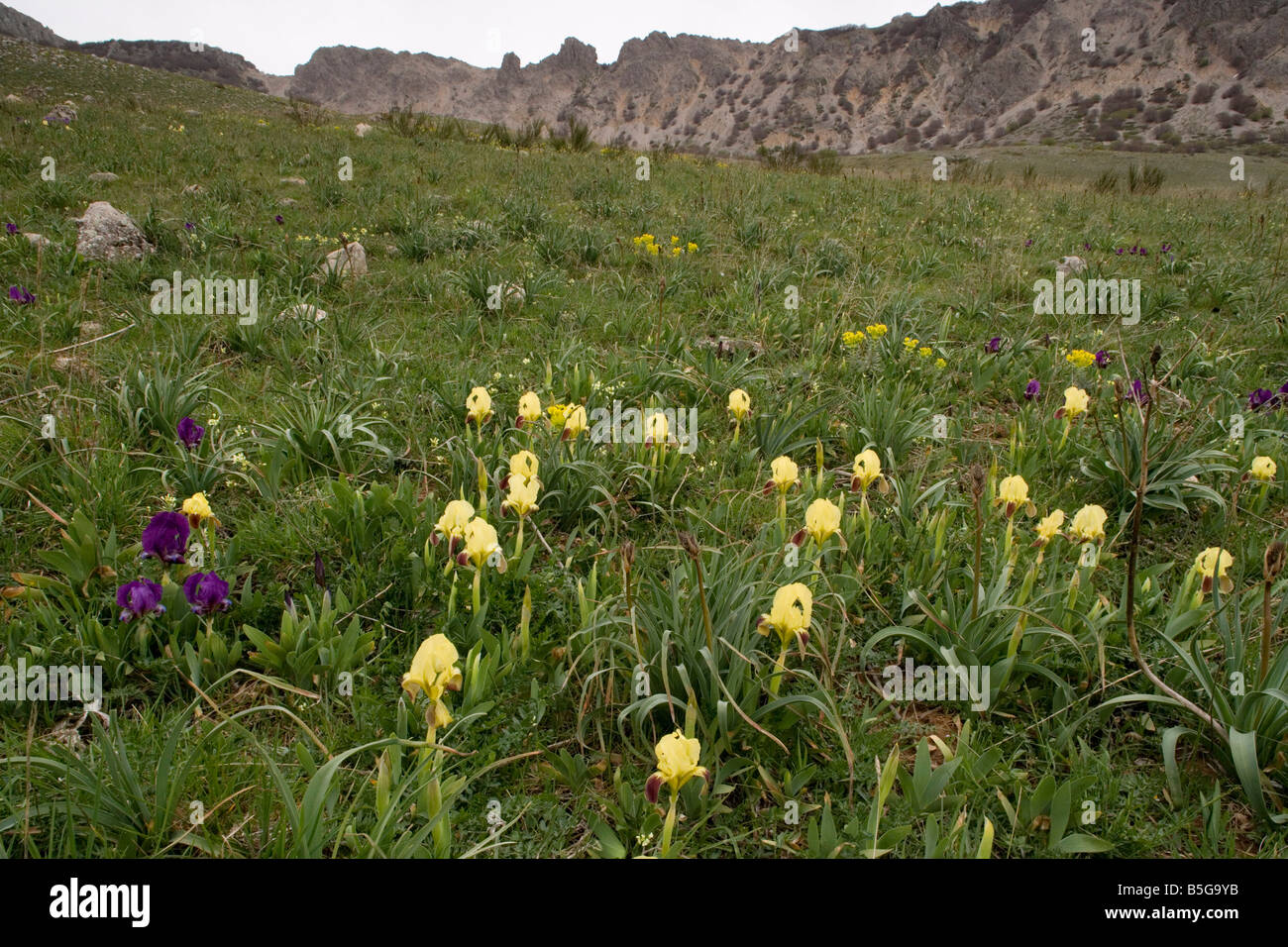 A dwarf Iris Iris pseudopumila in flower in Sicily Stock Photo