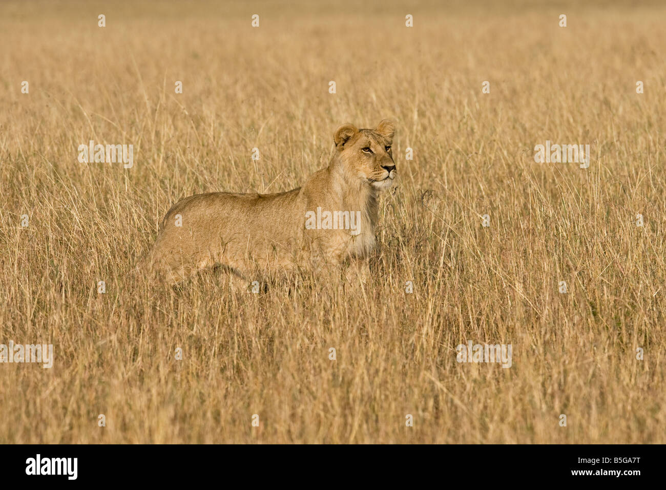 Lioness hunting in long grass Stock Photo
