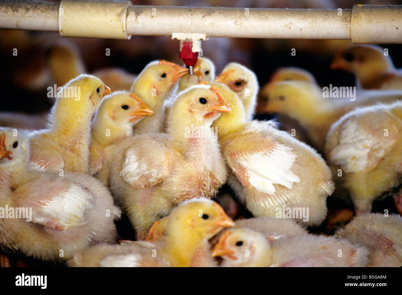 Baby Chicks ' two weeks.'  old  feeding Stock Photo