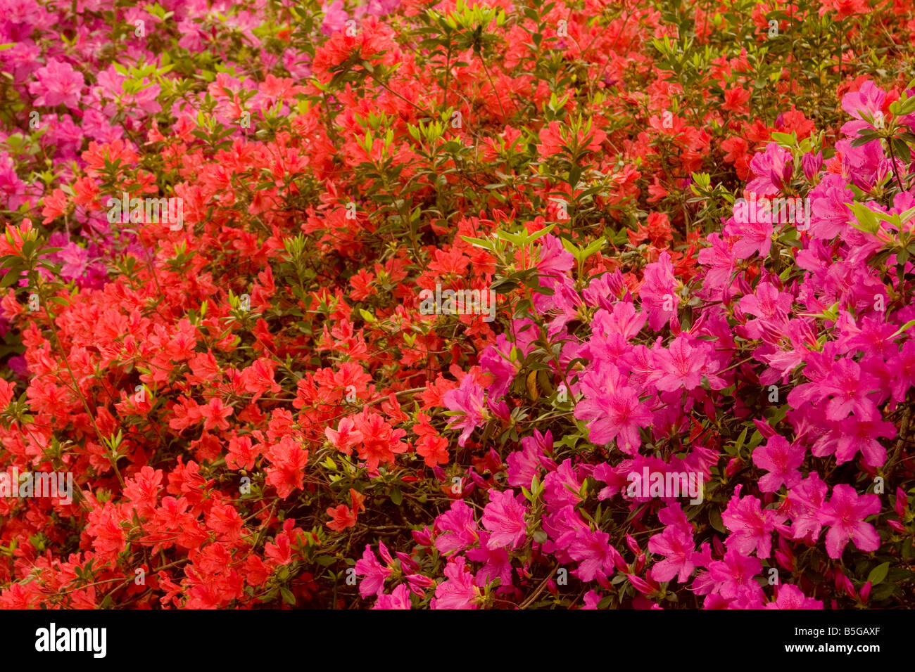 Southern Indica azaleas bloom in late March - early April at Brookgreen Gardens in Murrells Inlet,South Carolina. Stock Photo