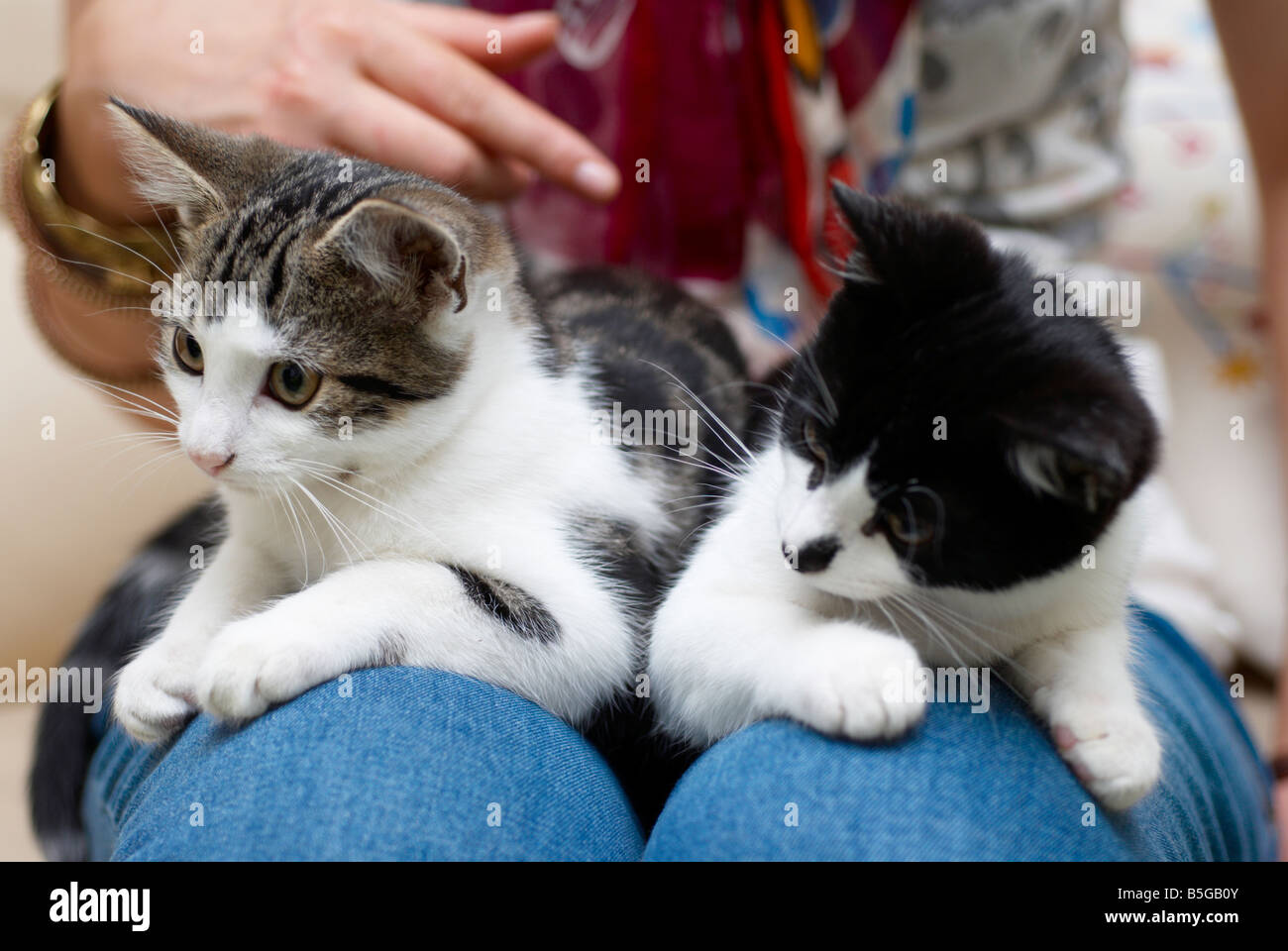 cats sat on a woman's lap Stock Photo