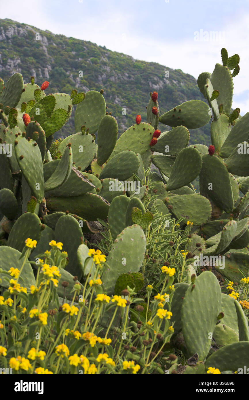Wild 'Prickly pear' Cactus in spring with yellow widl flowers in foreground and mountainous background Corfu Stock Photo