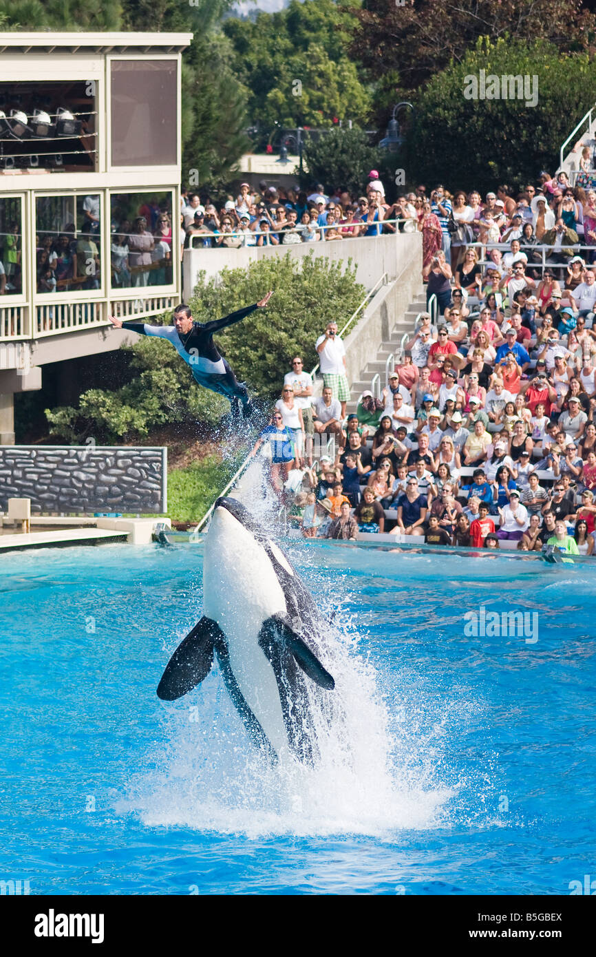 Shamu and trainer jumping out of the water at SeaWorld. Stock Photo