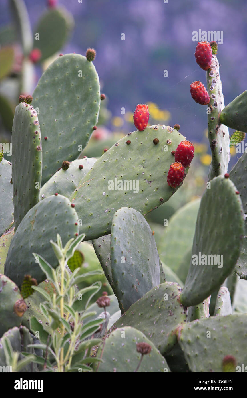 Prickly pear Cactus Opuntia  in spring Stock Photo