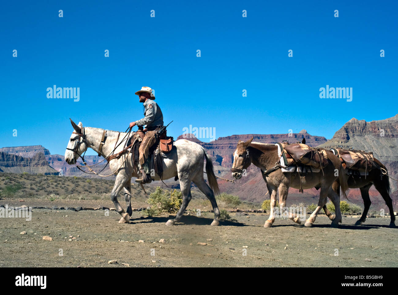ARIZONA GRAND CANYON National Park ranger leading a pack train of ...
