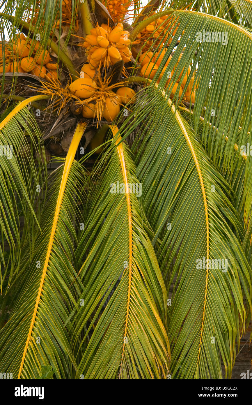 CAYE CAULKER BELIZE Palm tree and coconuts Stock Photo