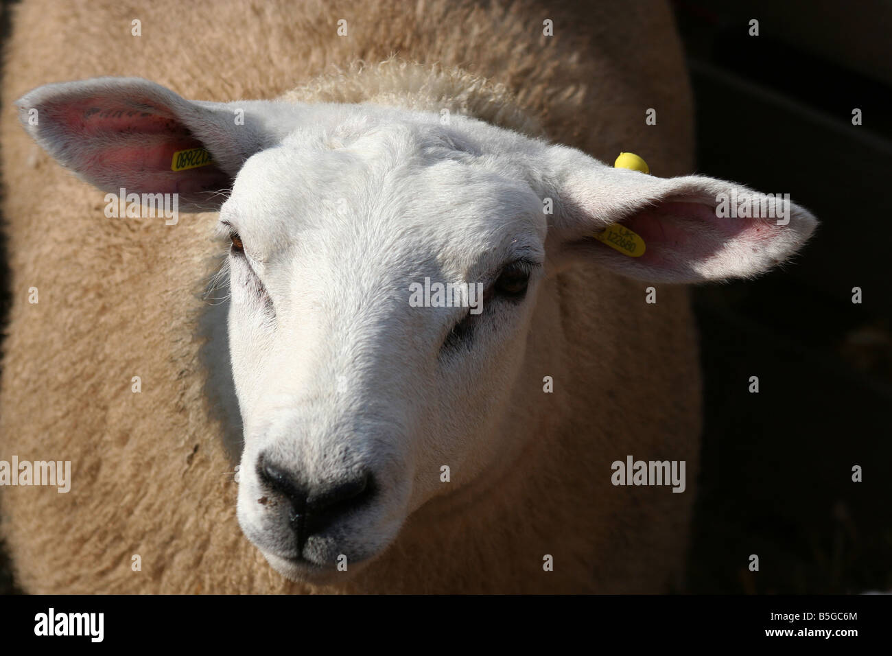 Texel Sheep at Masham Sheep Fair Stock Photo