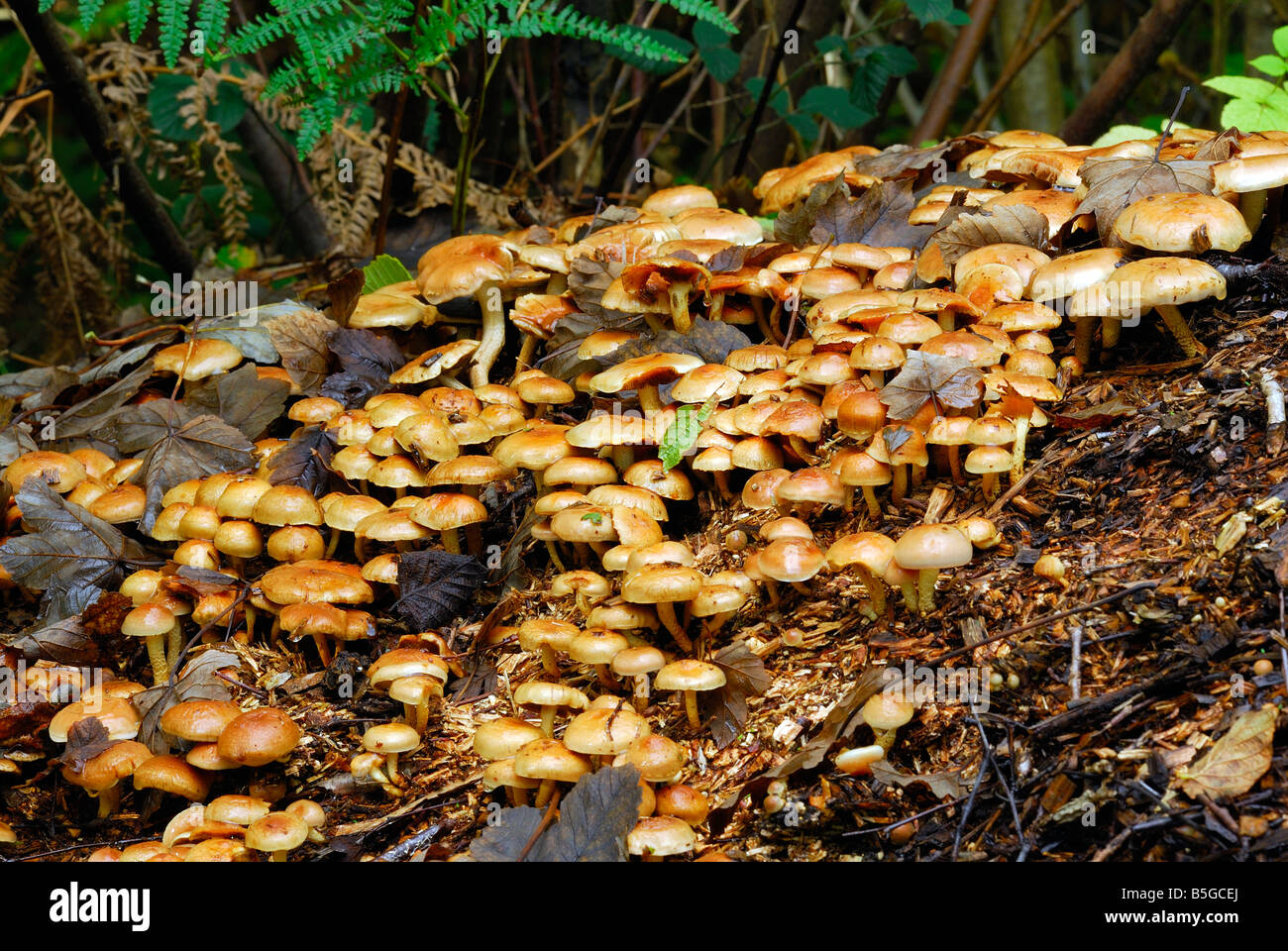 Sulphur Tuft fungi growing on old wood chippings Stock Photo