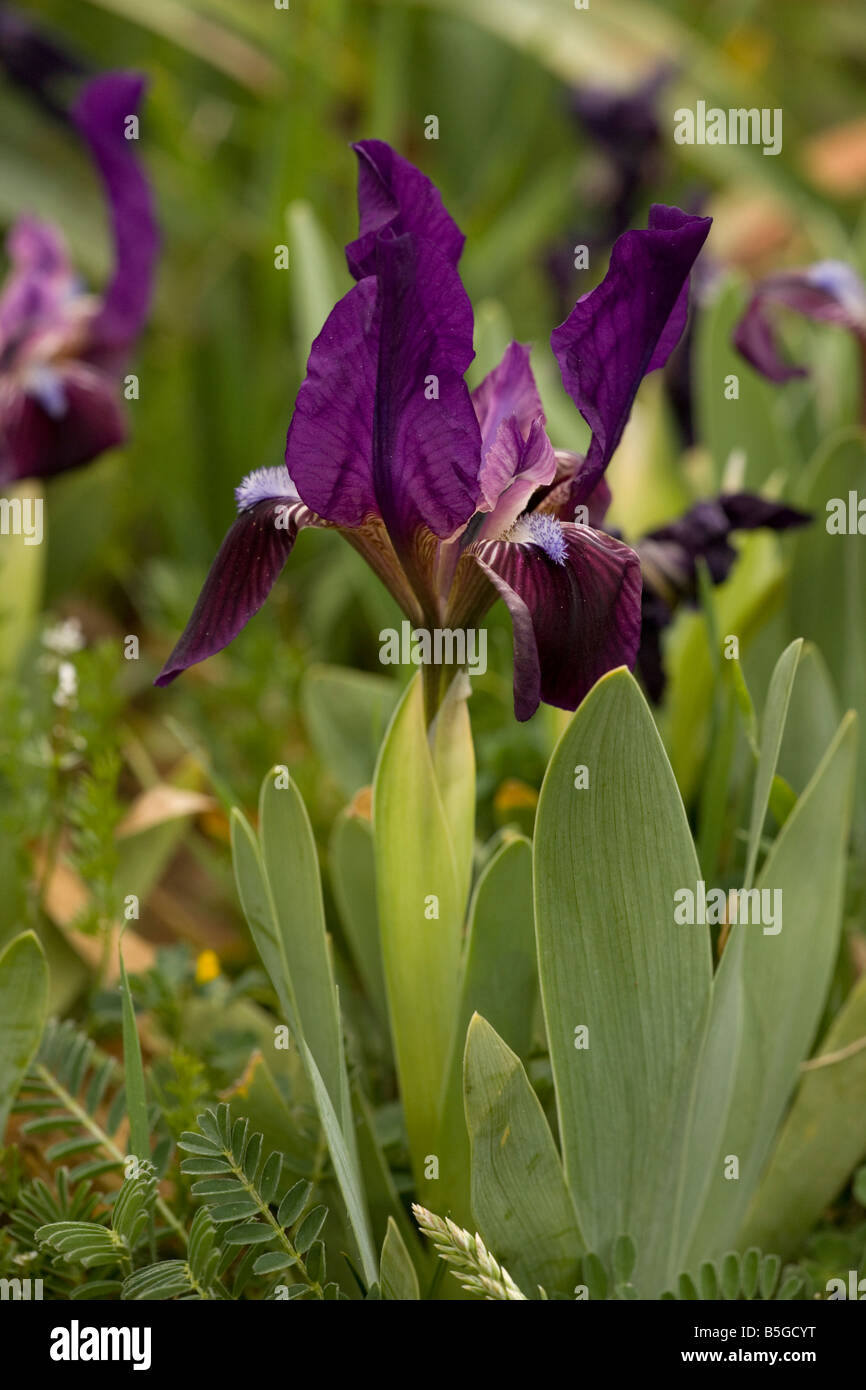 A dwarf Iris Iris pseudopumila in flower in Sicily Stock Photo