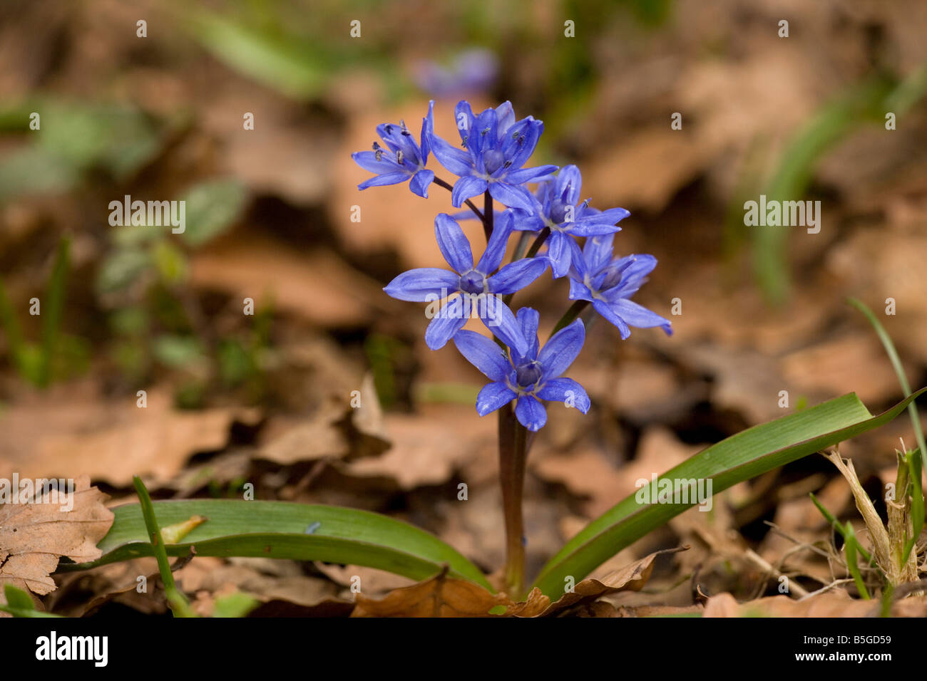 Alpine squill Scilla bifolia in high beech woodland Sicily Stock Photo