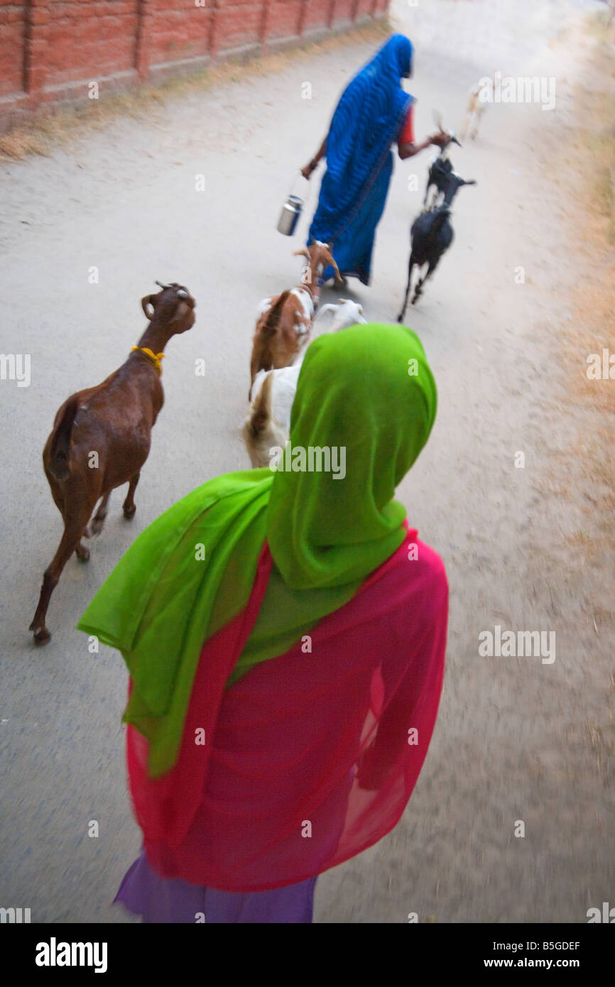 Indian women with goats on the street India Stock Photo