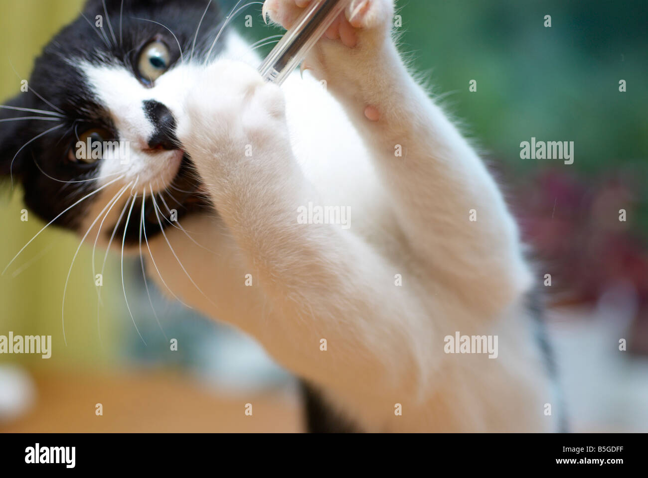 Cat With Pen High Resolution Stock Photography And Images Alamy