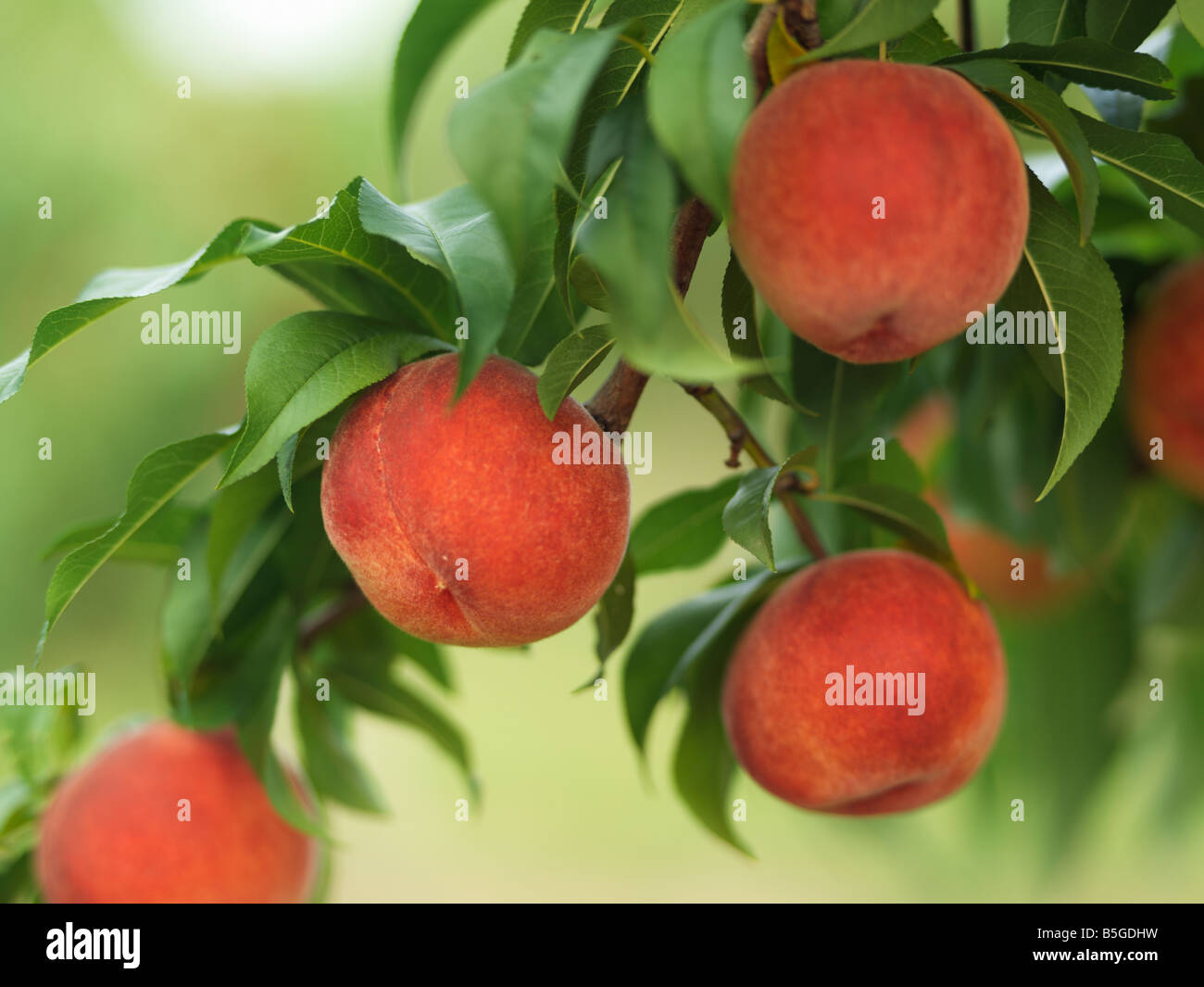 Canada, Ontario, Niagara-on-the-Lake, ripe peaches on a tree branch Stock Photo