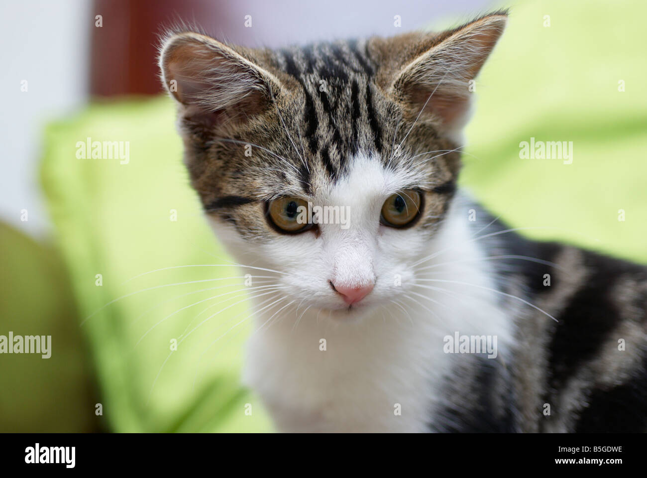 Domestic short-haired Kitten, male, UK. Photographed in the family home ...