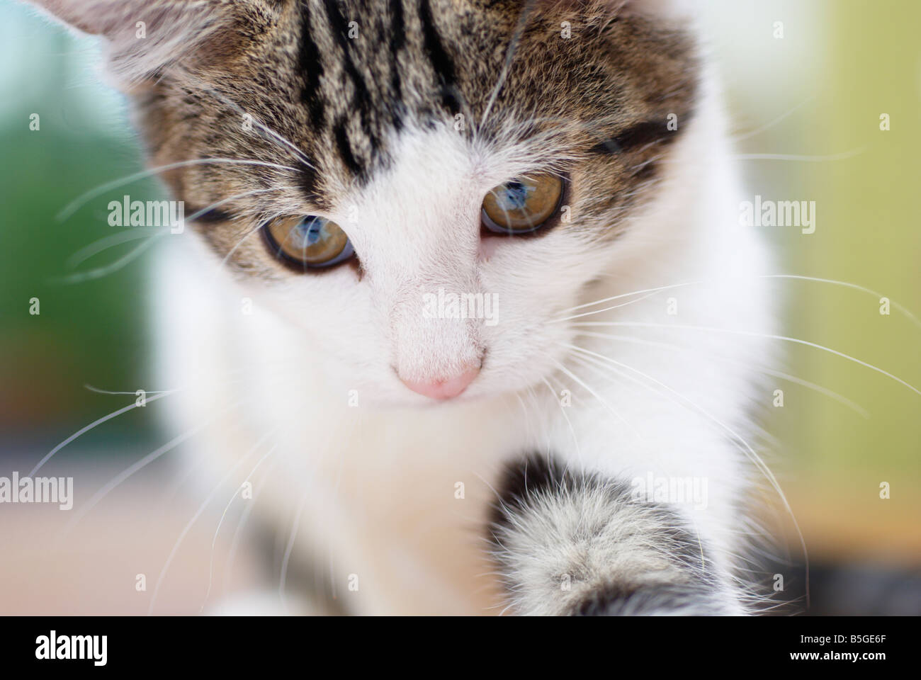 close up of young tabby cat's face Stock Photo - Alamy