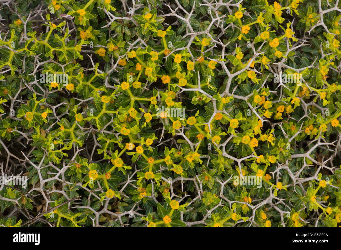Greek spiny spurge Euphorbia acanthothamnos Crete Stock Photo