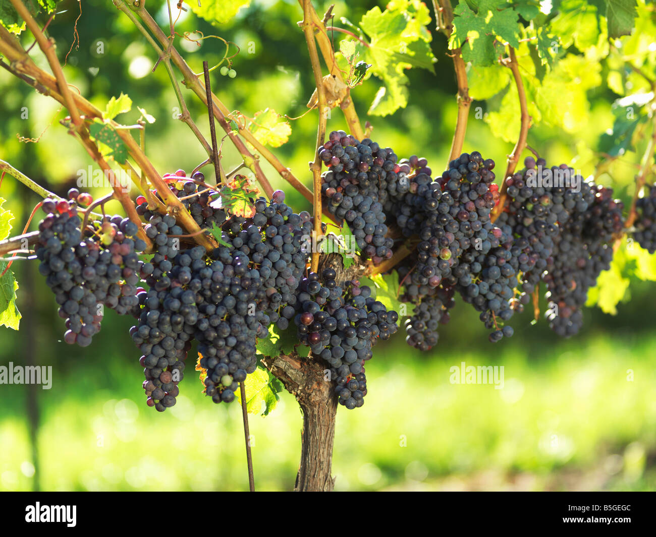 Canada,Ontario,NiagaraontheLake,ripe grapes on the vine Stock Photo